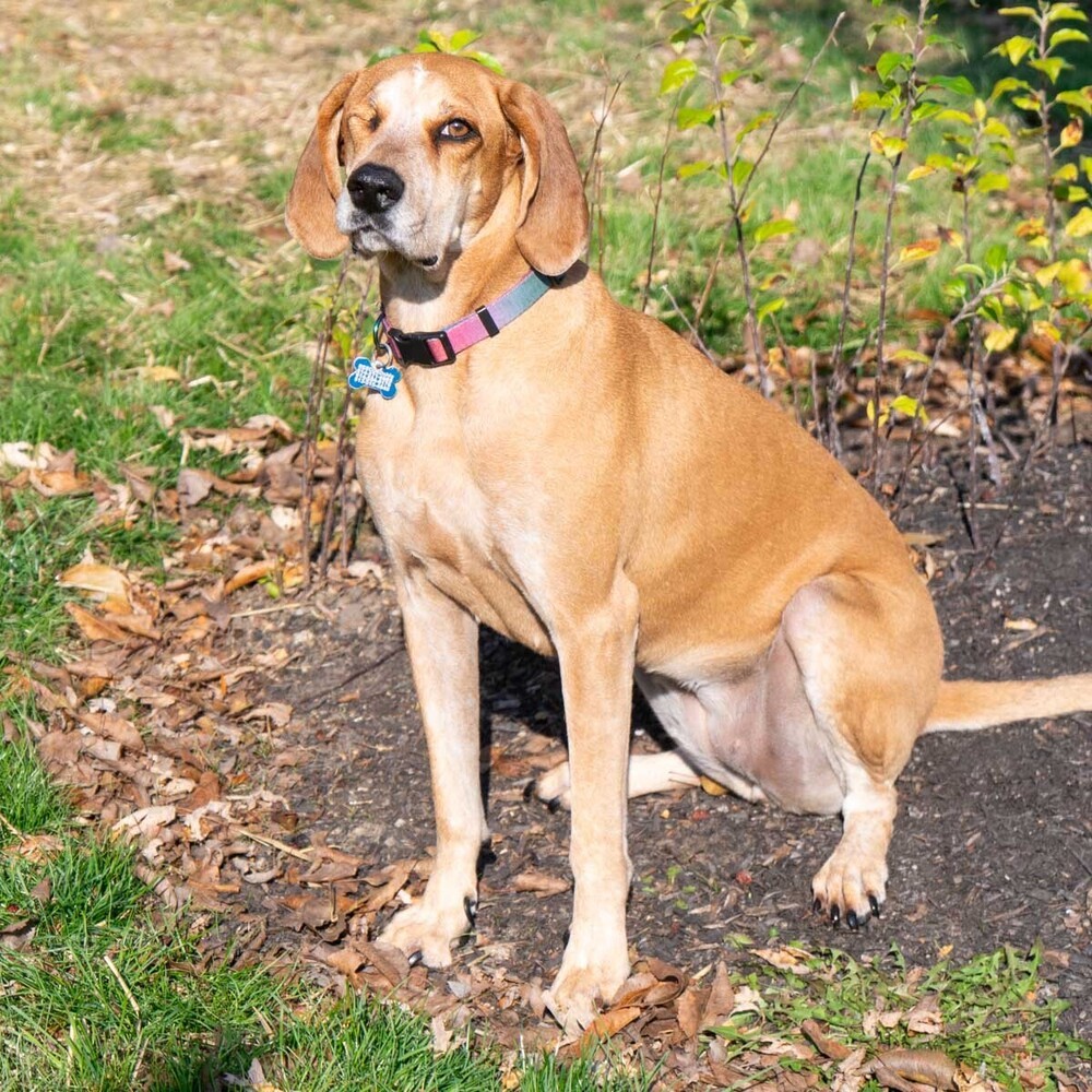 Tessa, an adoptable Hound in New Albany, OH, 43054 | Photo Image 4