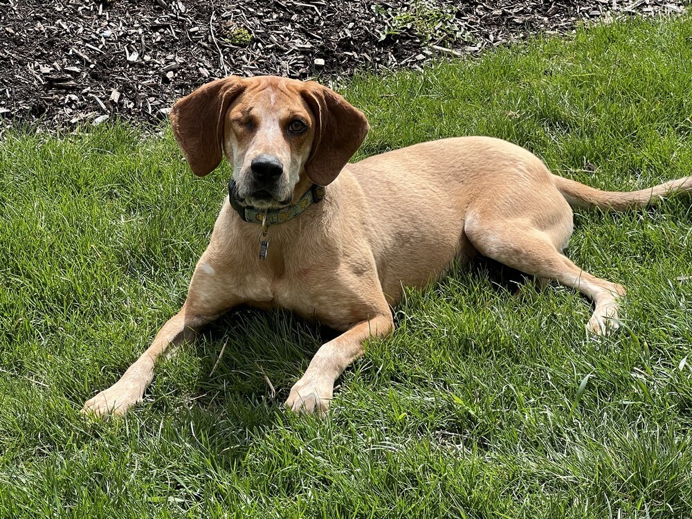 Tessa, an adoptable Hound in New Albany, OH, 43054 | Photo Image 5