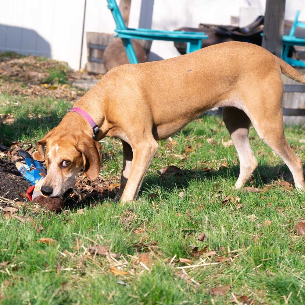 Tessa, an adoptable Hound in New Albany, OH, 43054 | Photo Image 6