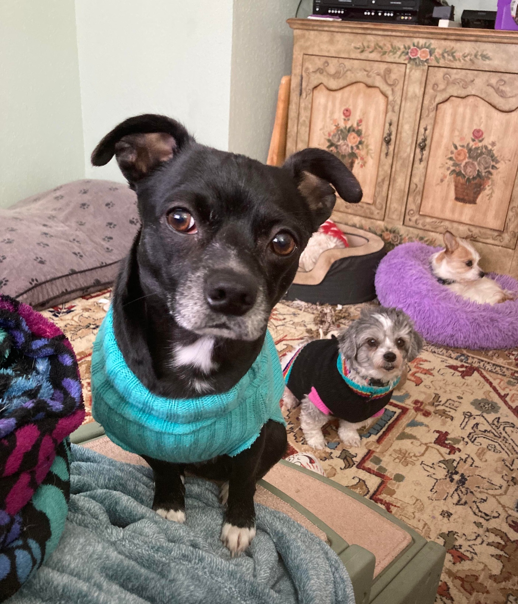 Jack, an adoptable Chihuahua in West Richland, WA, 99353 | Photo Image 1