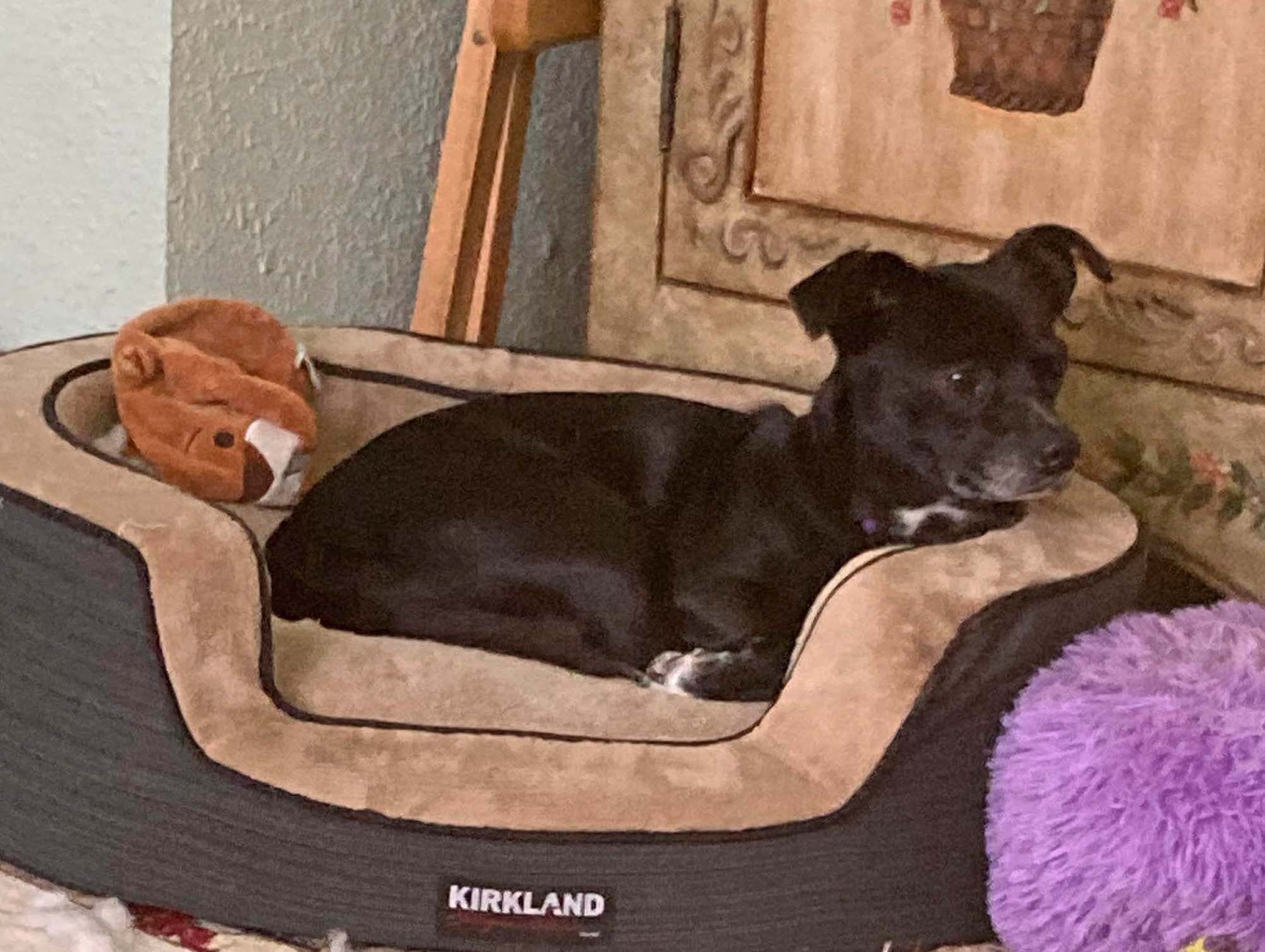 Jack, an adoptable Chihuahua in West Richland, WA, 99353 | Photo Image 4
