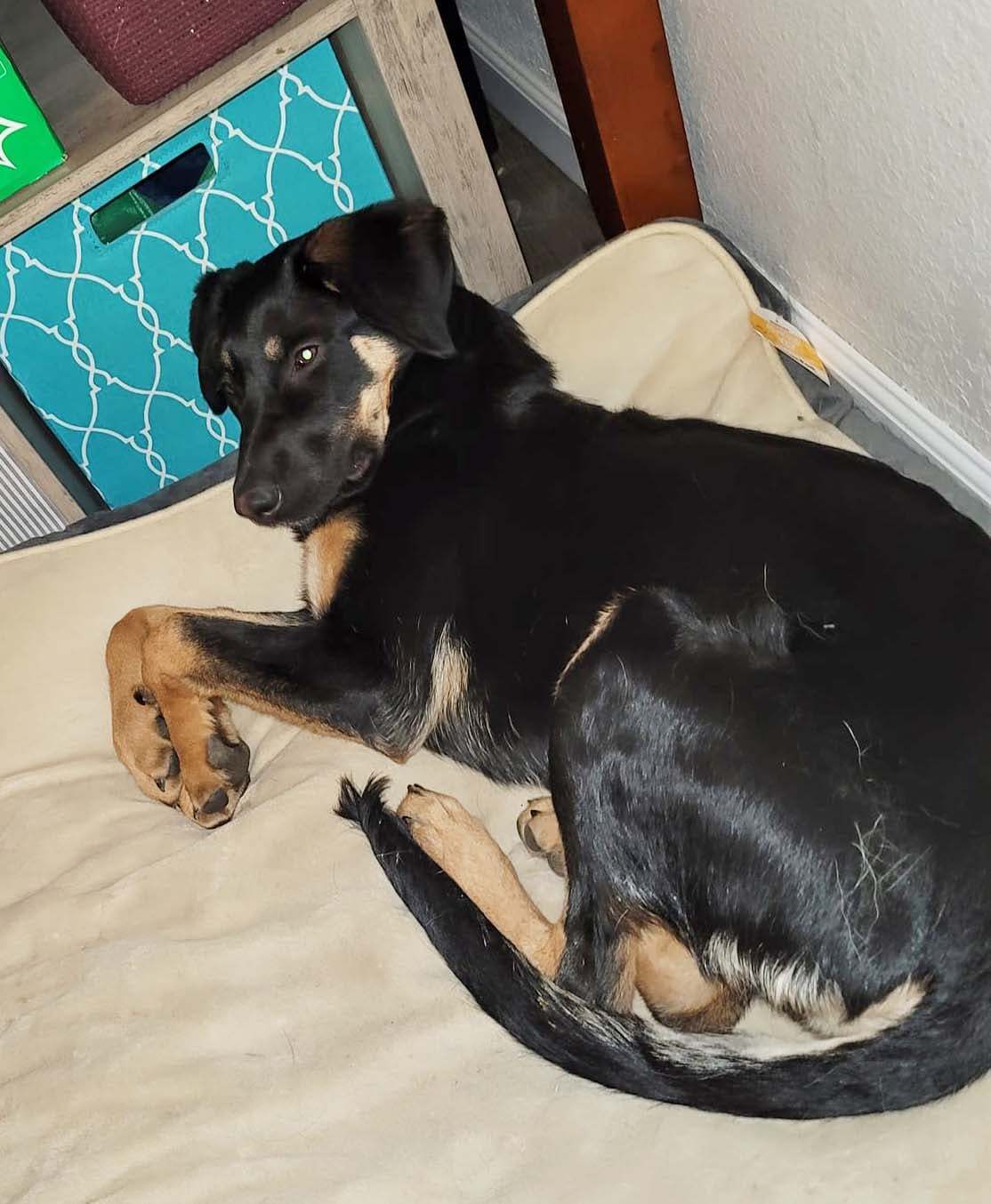 Pepper, an adoptable German Shepherd Dog in West Richland, WA, 99353 | Photo Image 3