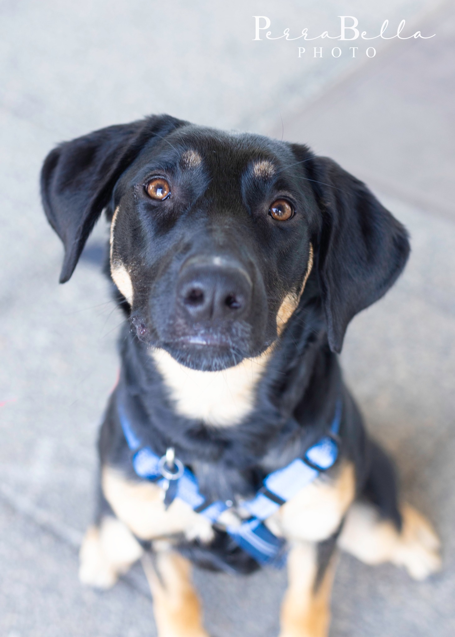 Pepper, an adoptable German Shepherd Dog in West Richland, WA, 99353 | Photo Image 1