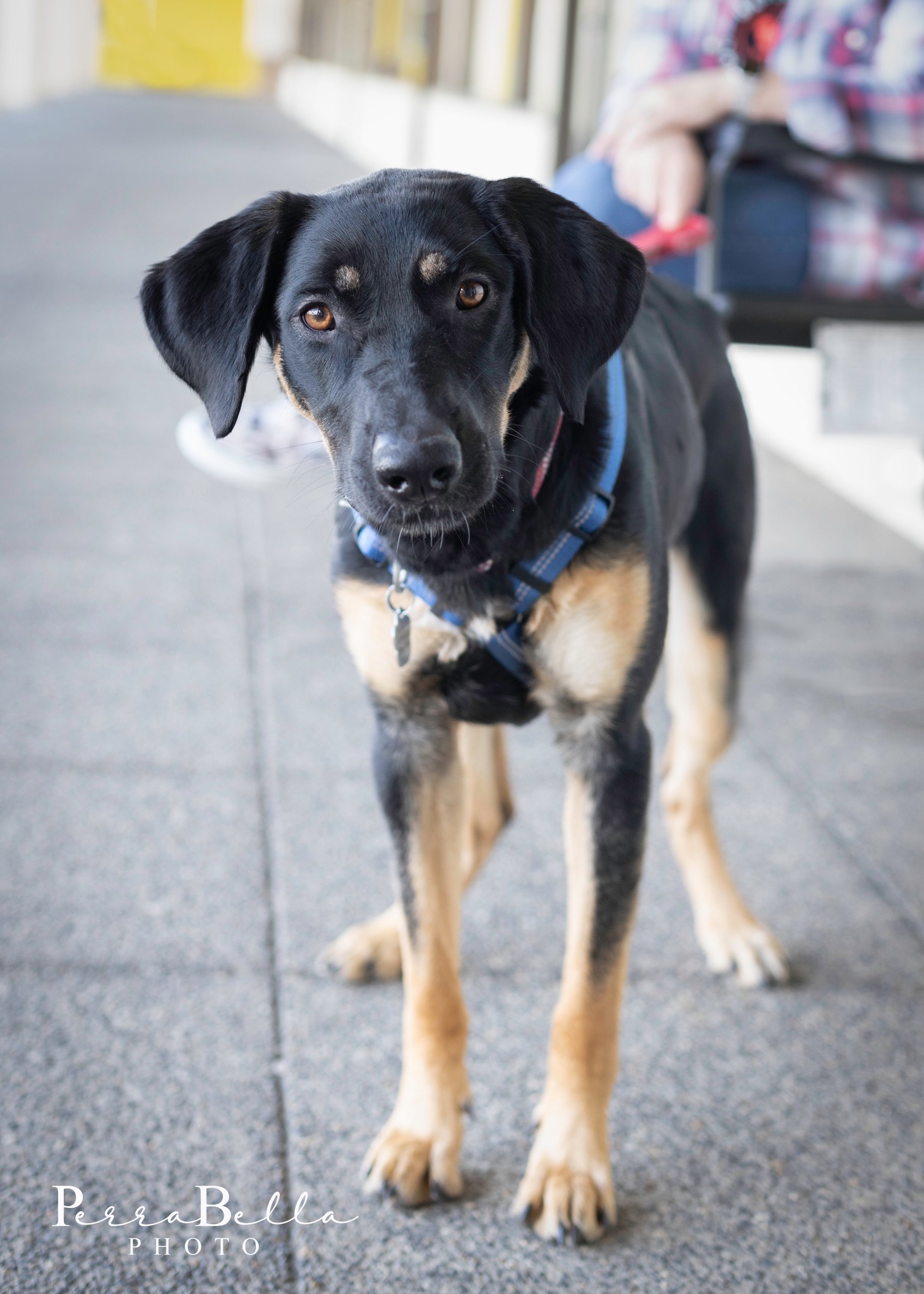 Pepper, an adoptable German Shepherd Dog in West Richland, WA, 99353 | Photo Image 5