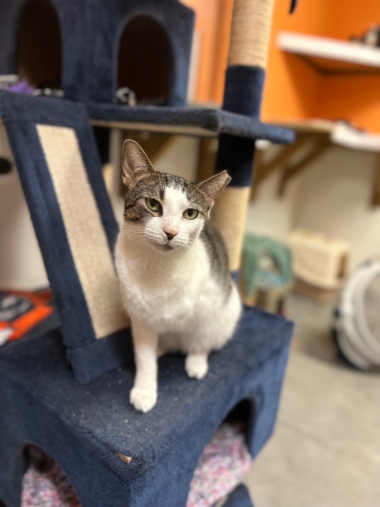 Lizzy, an adoptable Domestic Short Hair in Fulton, TX, 78358 | Photo Image 1