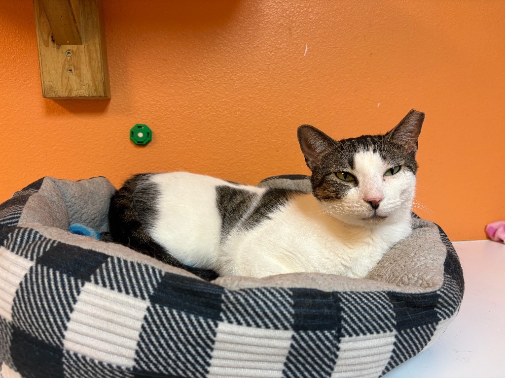 Lizzy, an adoptable Domestic Short Hair in Fulton, TX, 78358 | Photo Image 1