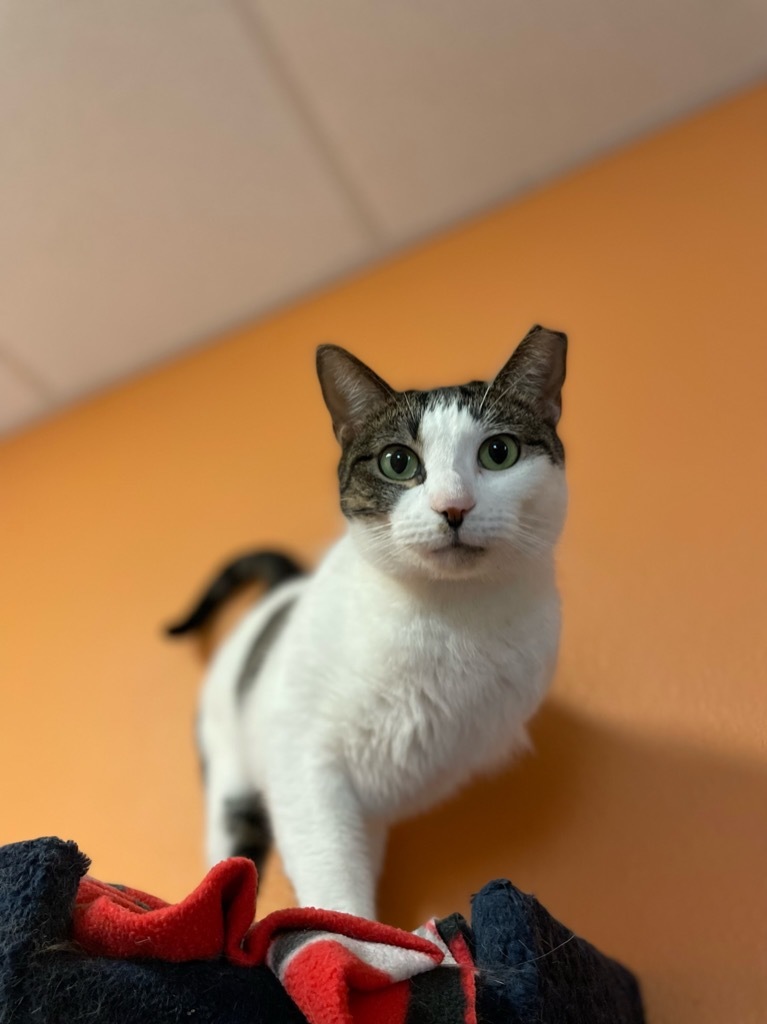 Lizzy, an adoptable Domestic Short Hair in Fulton, TX, 78358 | Photo Image 5