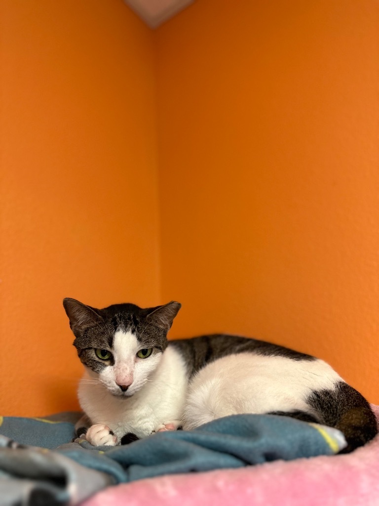 Lizzy, an adoptable Domestic Short Hair in Fulton, TX, 78358 | Photo Image 6