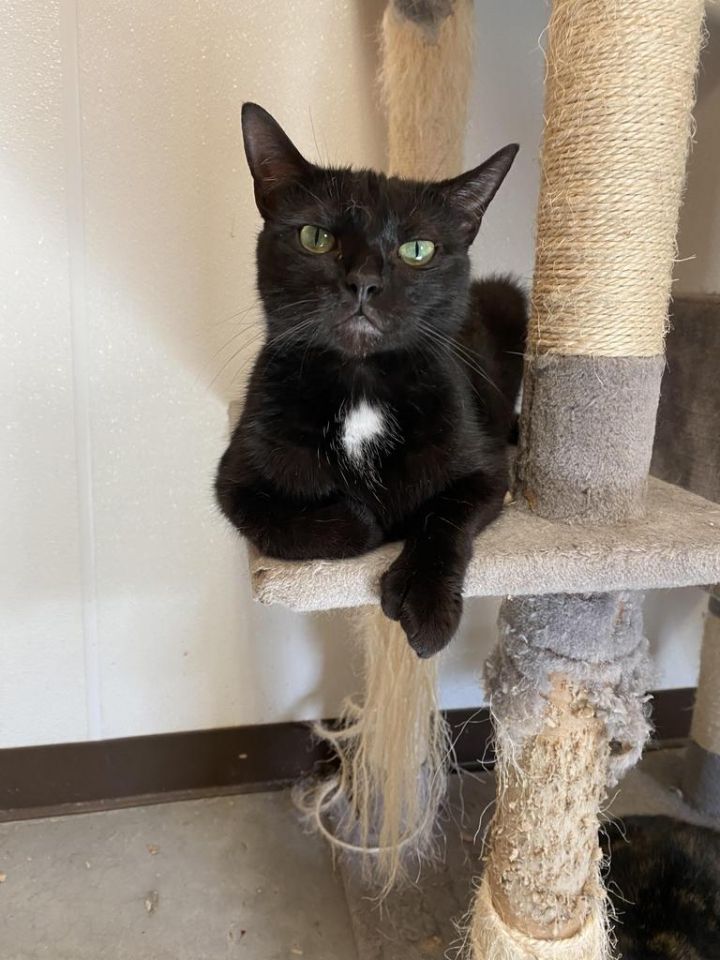 Polly, an adoptable Extra-Toes Cat / Hemingway Polydactyl in Fulton, TX_image-5