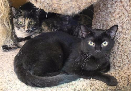 Michael (Sponsored), an adoptable Domestic Short Hair in Pittsboro, NC, 27312 | Photo Image 1