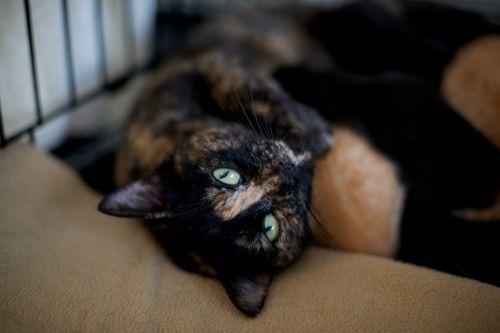 Katrina, an adoptable Domestic Short Hair in Pittsboro, NC, 27312 | Photo Image 1