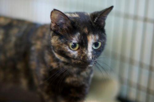 Katrina, an adoptable Domestic Short Hair in Pittsboro, NC, 27312 | Photo Image 2