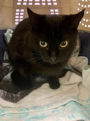 Elissa, Senior Female Domestic Short Hair