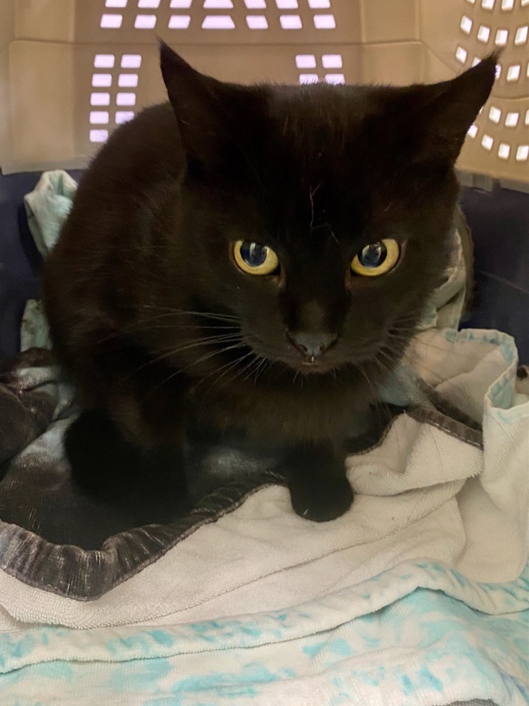 Elissa, an adoptable Domestic Short Hair in Pittsboro, NC, 27312 | Photo Image 1