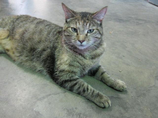 Violet 1 (Sponsored), an adoptable Domestic Short Hair in Pittsboro, NC, 27312 | Photo Image 1