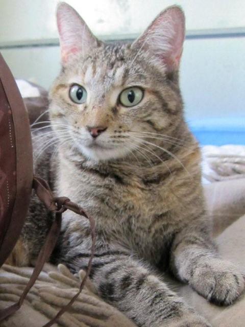 Violet 1 (Sponsored), an adoptable Domestic Short Hair in Pittsboro, NC, 27312 | Photo Image 2