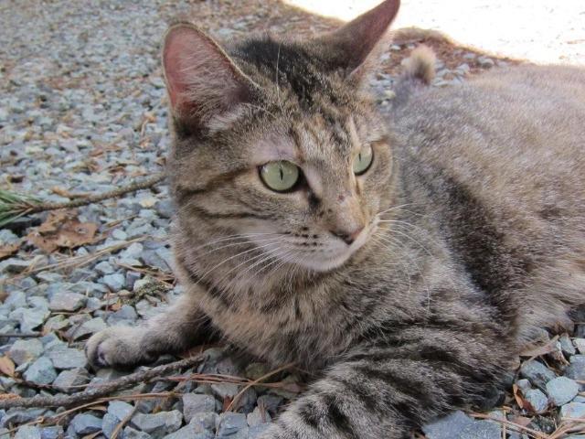 Violet 1 (Sponsored), an adoptable Domestic Short Hair in Pittsboro, NC, 27312 | Photo Image 3