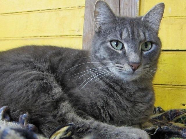 Riley, an adoptable Domestic Short Hair in Pittsboro, NC, 27312 | Photo Image 2