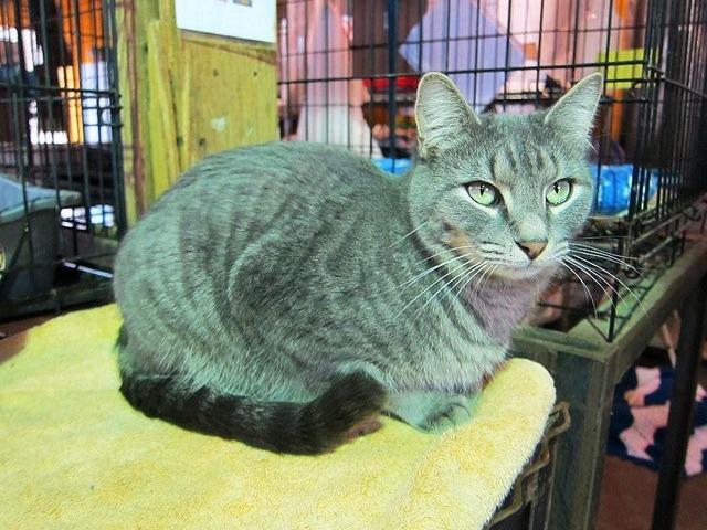 Riley, an adoptable Domestic Short Hair in Pittsboro, NC, 27312 | Photo Image 3