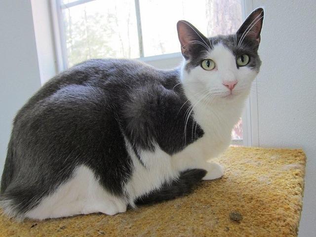 Clyde (Sponsored), an adoptable Domestic Short Hair in Pittsboro, NC, 27312 | Photo Image 1