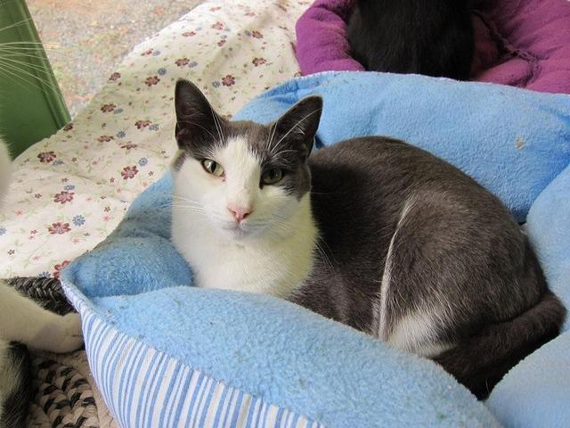 Clyde (Sponsored), an adoptable Domestic Short Hair in Pittsboro, NC, 27312 | Photo Image 2