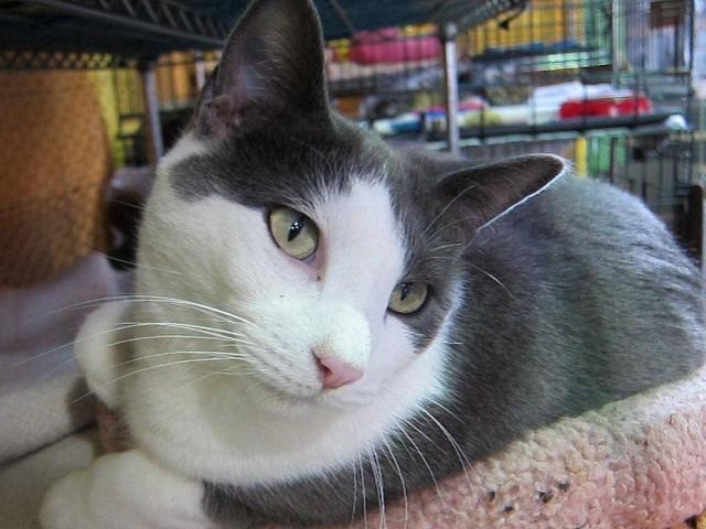 Clyde (Sponsored), an adoptable Domestic Short Hair in Pittsboro, NC, 27312 | Photo Image 3
