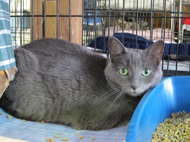 Lalla, an adoptable Domestic Short Hair in Pittsboro, NC, 27312 | Photo Image 1