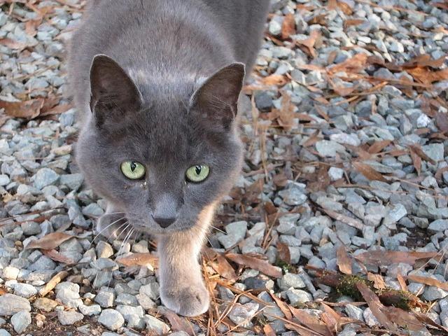 Lalla, an adoptable Domestic Short Hair in Pittsboro, NC, 27312 | Photo Image 2