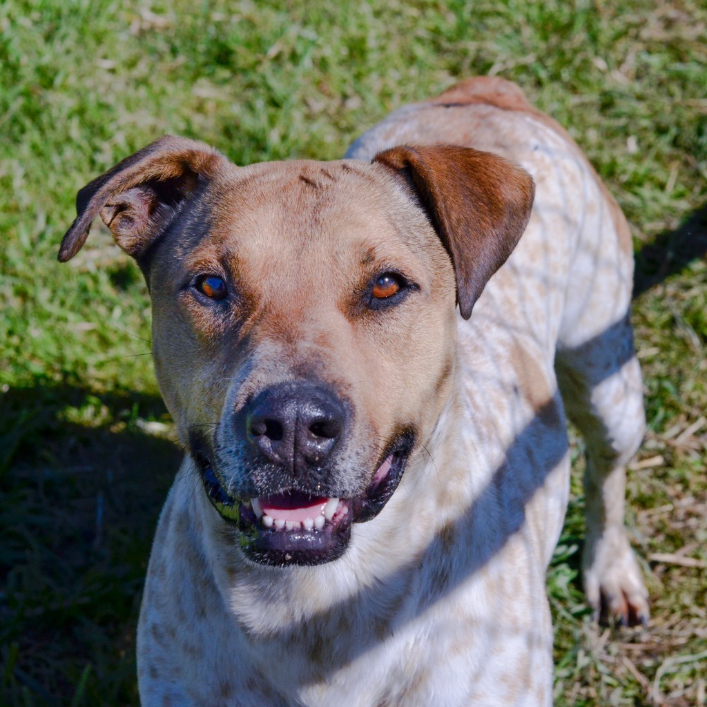 Manny, an adoptable Pointer, Mixed Breed in Quinlan, TX, 75474 | Photo Image 1