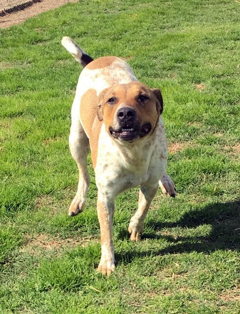 Manny, an adoptable Pointer, Mixed Breed in Quinlan, TX, 75474 | Photo Image 3