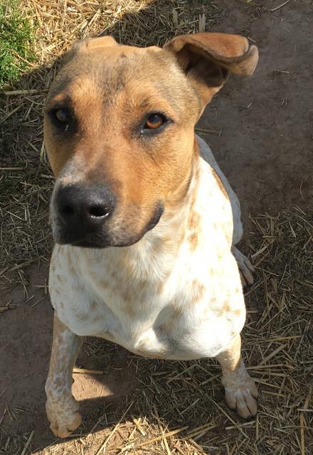 Manny, an adoptable Pointer, Mixed Breed in Quinlan, TX, 75474 | Photo Image 4