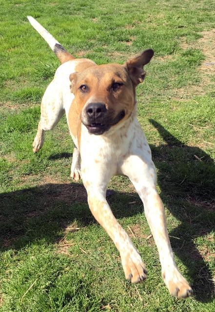 Manny, an adoptable Pointer, Mixed Breed in Quinlan, TX, 75474 | Photo Image 5