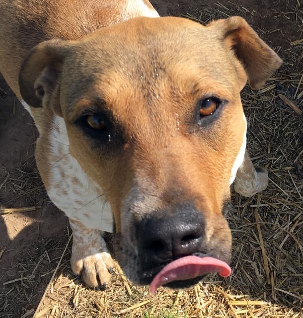 Manny, an adoptable Pointer, Mixed Breed in Quinlan, TX, 75474 | Photo Image 6