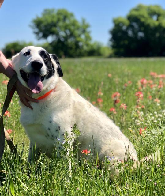 RUBY, an adoptable Dalmatian, Great Pyrenees in Quinlan, TX, 75474 | Photo Image 2