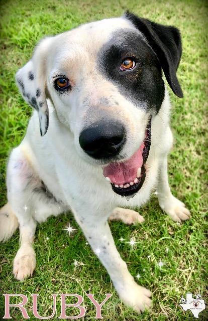 RUBY, an adoptable Dalmatian, Great Pyrenees in Quinlan, TX, 75474 | Photo Image 2