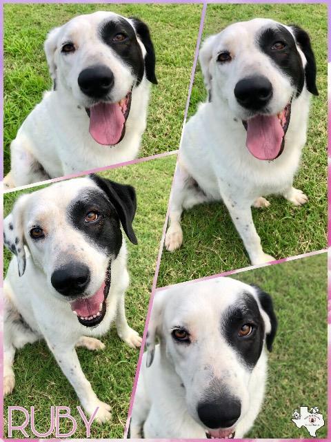 RUBY, an adoptable Dalmatian, Great Pyrenees in Quinlan, TX, 75474 | Photo Image 4