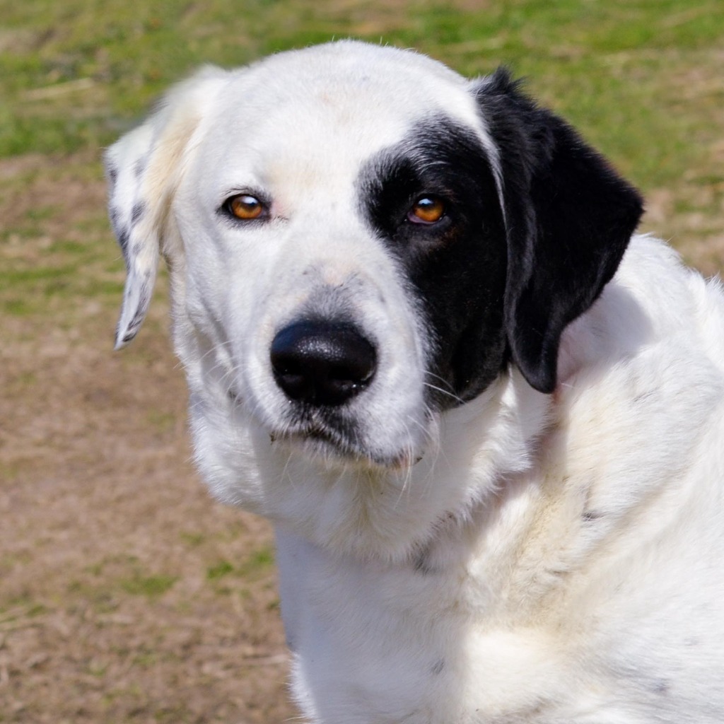 RUBY, an adoptable Dalmatian, Great Pyrenees in Quinlan, TX, 75474 | Photo Image 4