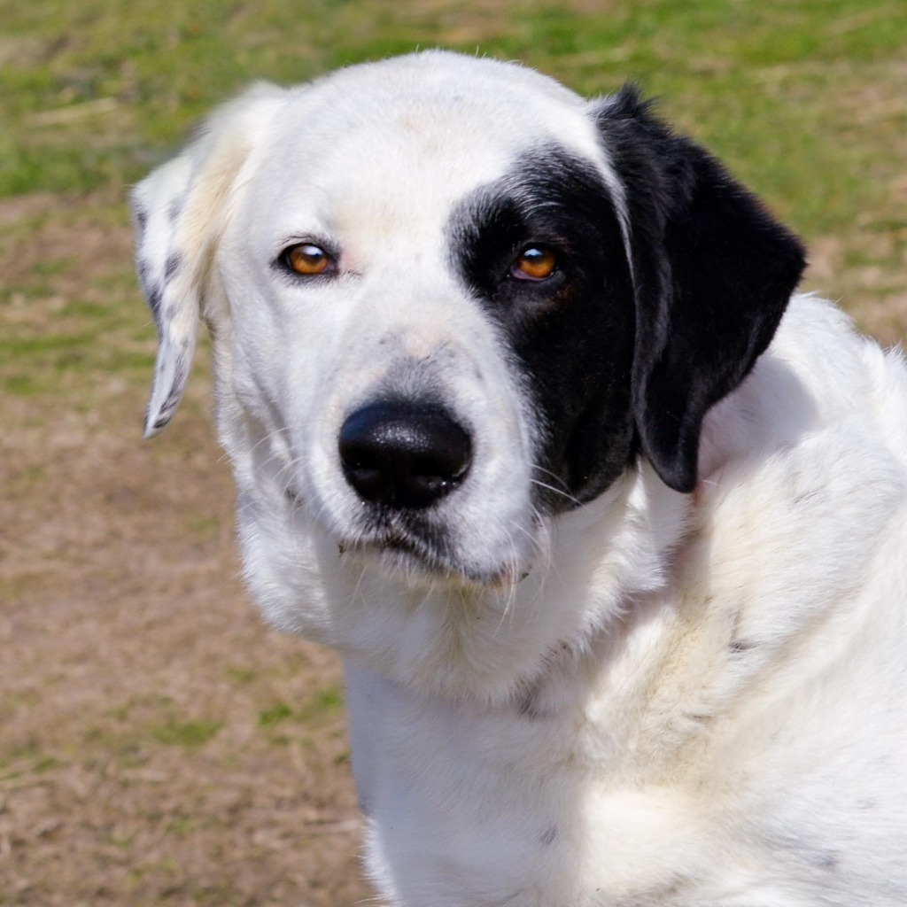 RUBY, an adoptable Dalmatian, Great Pyrenees in Quinlan, TX, 75474 | Photo Image 5