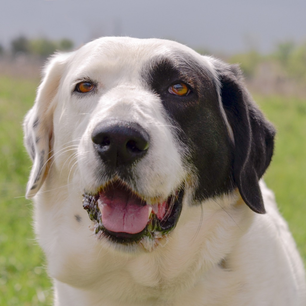 RUBY, an adoptable Dalmatian, Great Pyrenees in Quinlan, TX, 75474 | Photo Image 5