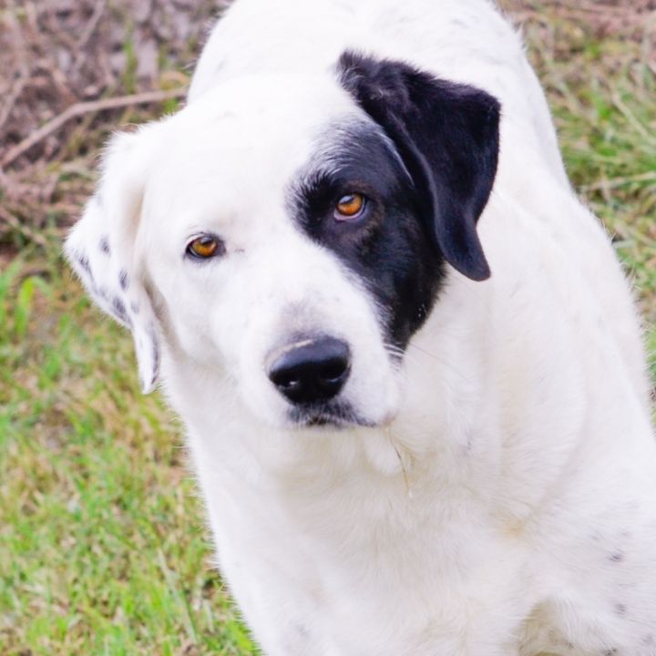 Dog for adoption RUBY a Dalmatian Great Pyrenees Mix in