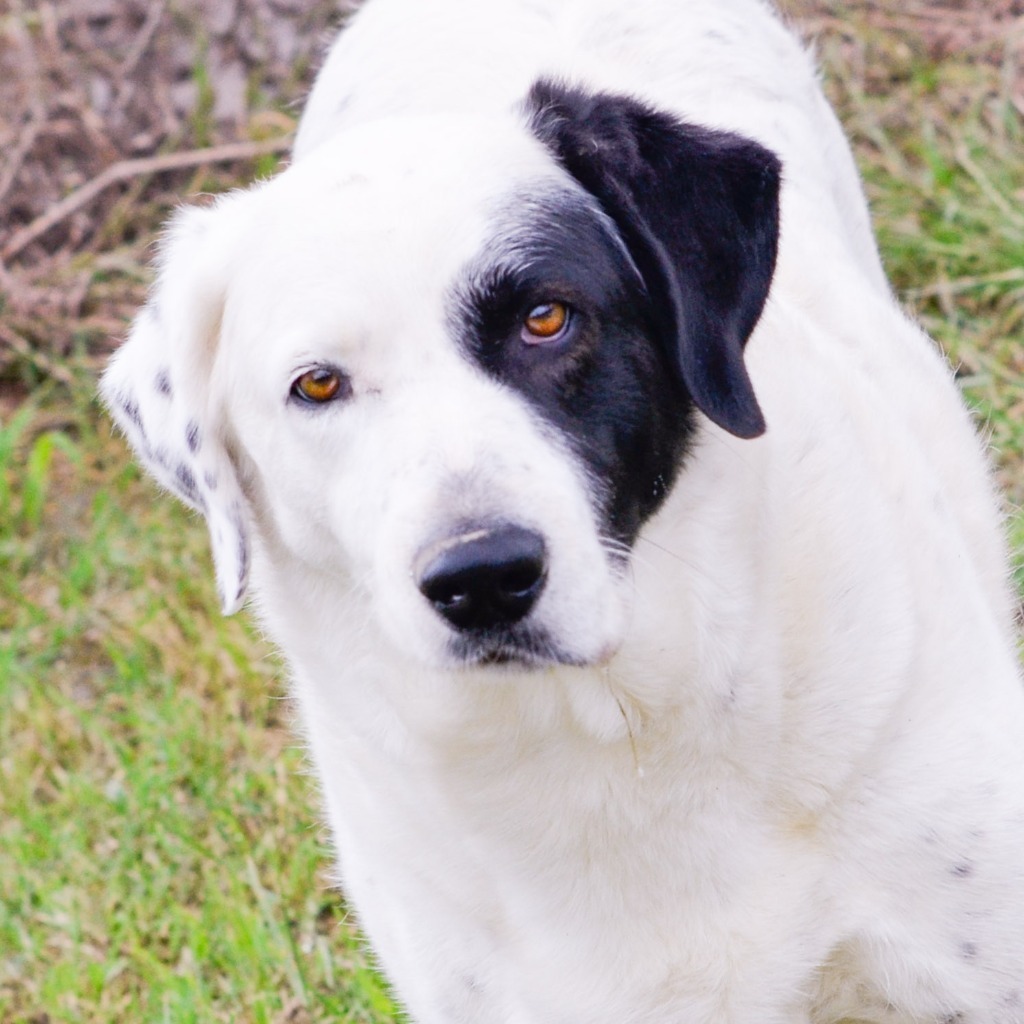 RUBY, an adoptable Dalmatian, Great Pyrenees in Quinlan, TX, 75474 | Photo Image 6