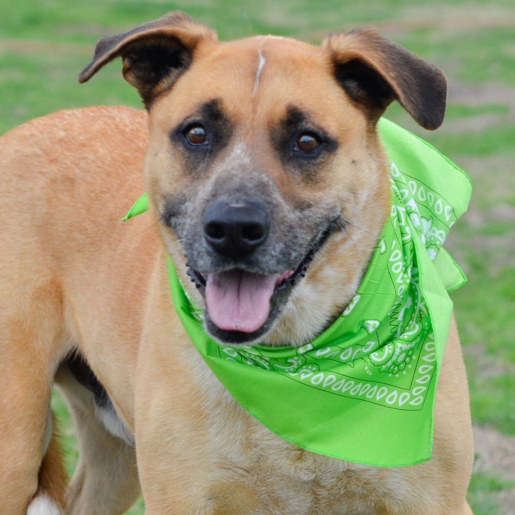 Scooter, an adoptable Retriever, Anatolian Shepherd in Quinlan, TX, 75474 | Photo Image 1