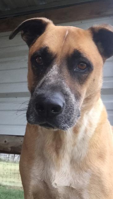 Scooter, an adoptable Retriever, Anatolian Shepherd in Quinlan, TX, 75474 | Photo Image 2