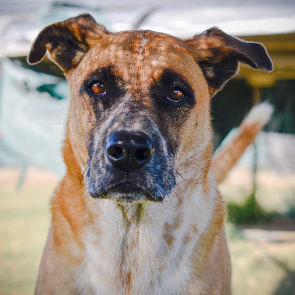 Scooter, an adoptable Retriever, Anatolian Shepherd in Quinlan, TX, 75474 | Photo Image 3