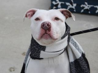 Coco, an adoptable Pit Bull Terrier in Clyde, MI, 48049 | Photo Image 1