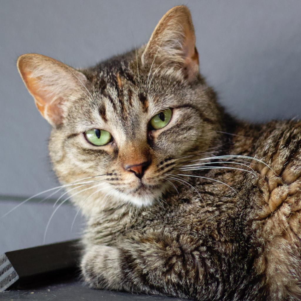 Lucy, an adoptable Domestic Short Hair in Cumming, GA, 30040 | Photo Image 1