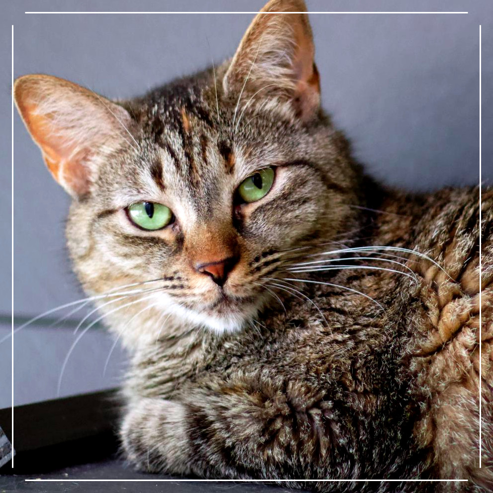 Lucy, an adoptable Domestic Short Hair in Cumming, GA, 30040 | Photo Image 1