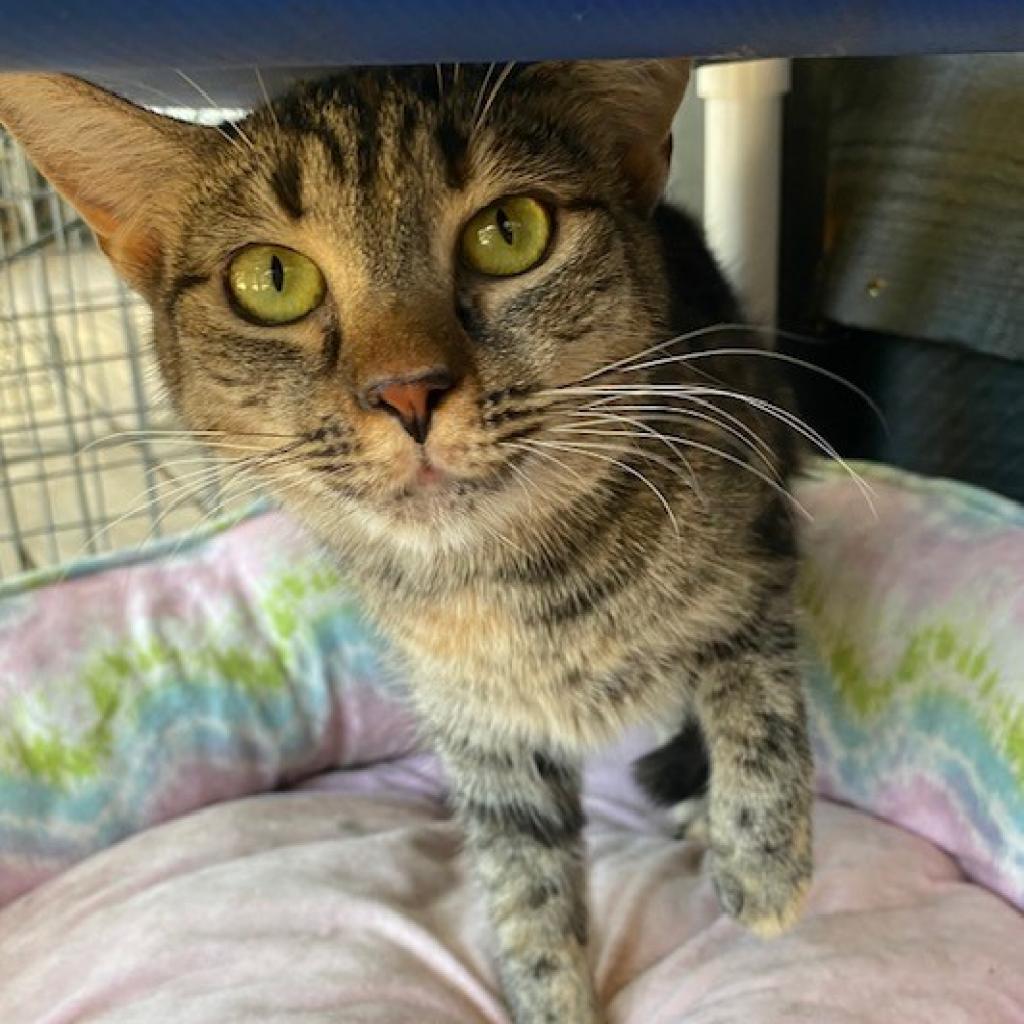 Lucy, an adoptable Domestic Short Hair in Cumming, GA, 30040 | Photo Image 2