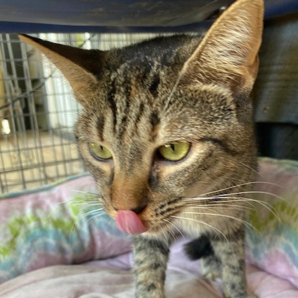 Lucy, an adoptable Domestic Short Hair in Cumming, GA, 30040 | Photo Image 3
