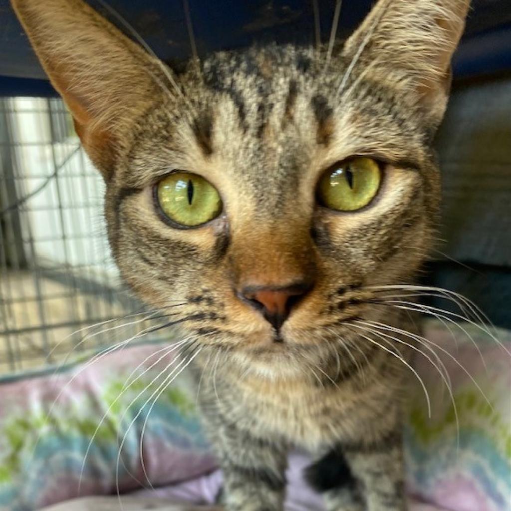 Lucy, an adoptable Domestic Short Hair in Cumming, GA, 30040 | Photo Image 3